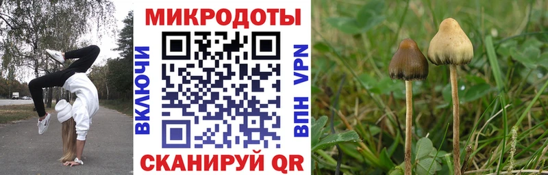 Купить  Кореновск  Галлюциногенные грибы Psilocybine cubensis 